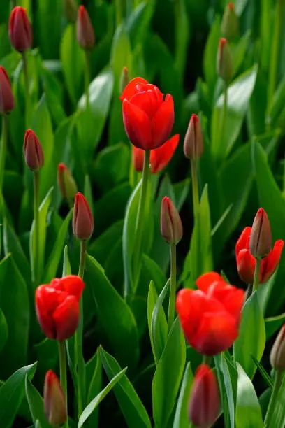 Blooming tulips with red colorful petals and green leaves in a field at keukenhof in springtime during the day in the Netherlands.