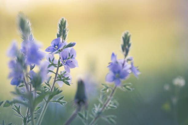 istock Morning light over blue flowers 858646986