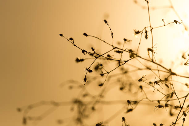 istock silhouette of a plant on a golden sunset 858647740