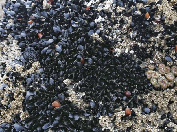 istock Mussels, Sea Anemone, Olympic Coastline, Washington 858651454