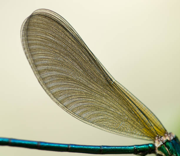 istock wings of a dragonfly in nature 858654726