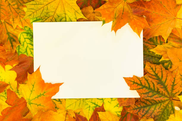 istock Autumn colorful leaves around white blank for your text. Top view and copy space. Fall concept. 858654820