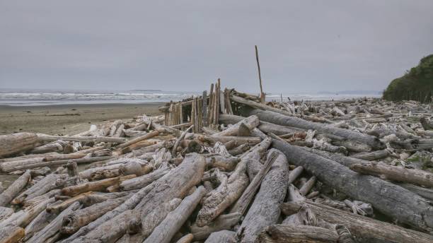 istock La Push, Washington, Olympic Coast Beach, Driftwood Logs, Overcast Sky 858655306