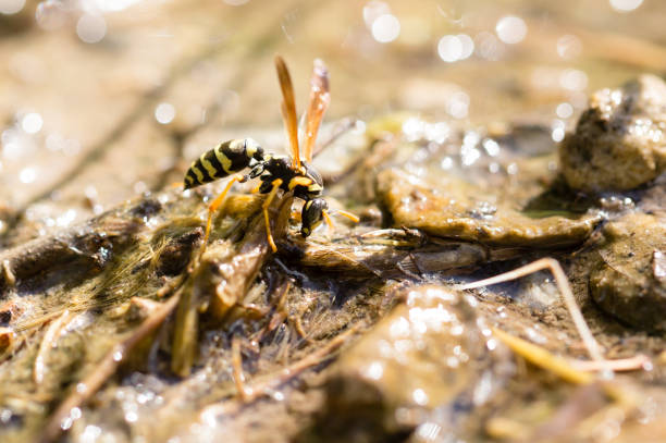 istock a wasp on the ground is drinking water 858655356