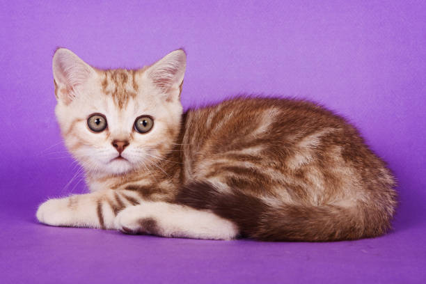 istock Fluffy tabby kitten of British cat on purple background 858657892