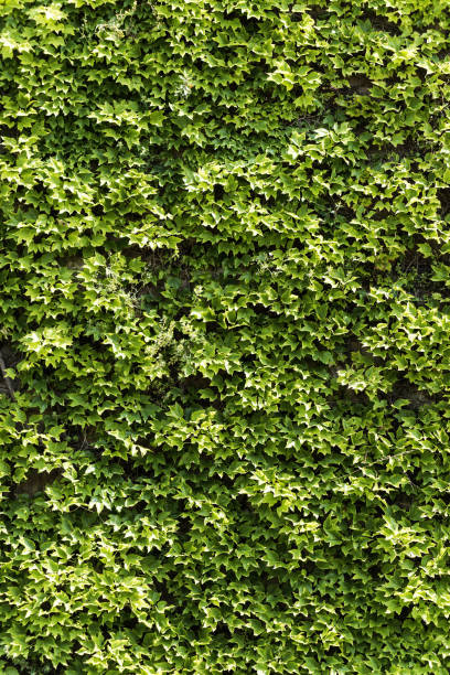 istock Ivy on wall backgrounds in Barcelona, Spain 858658364