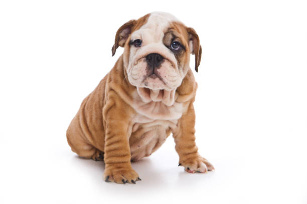 istock Cute english bulldog puppy (isolated on white) 858658732