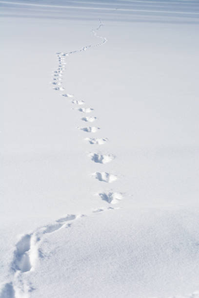 istock Footprints of wildlife on snow 858659070