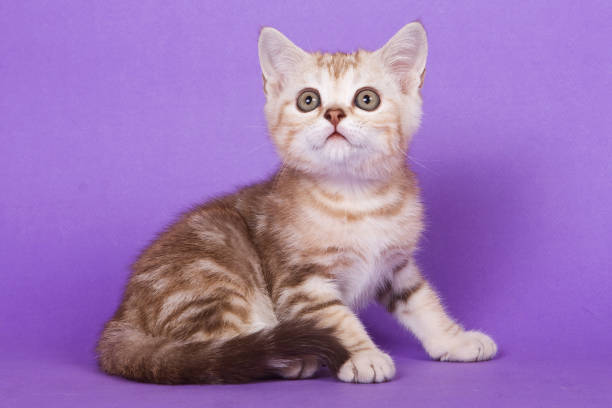 istock Fluffy tabby kitten of British cat on purple background 858661590