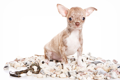 Cute Chihuahua dog puppy, stones and ship (isolated on white)