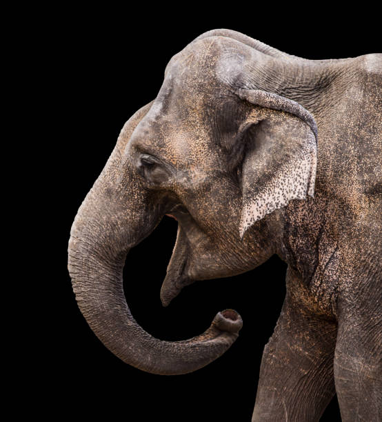 istock Portrait of elephant on black background 858663902