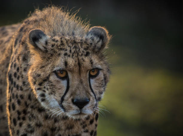 istock Portrait of wild cheetah patrolling 858666888