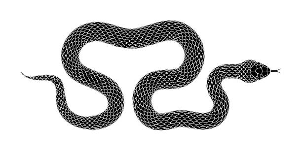 Vector snake black silhouette isolated on a white background. Vector Snake silhouette illustration. Black serpent tattoo design isolated on a white background. squamata stock illustrations