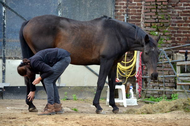 istock Grooming her horse 858671040