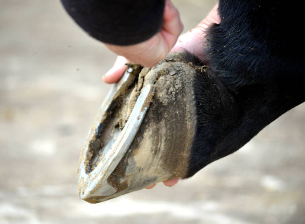 istock Grooming her horse 858671222