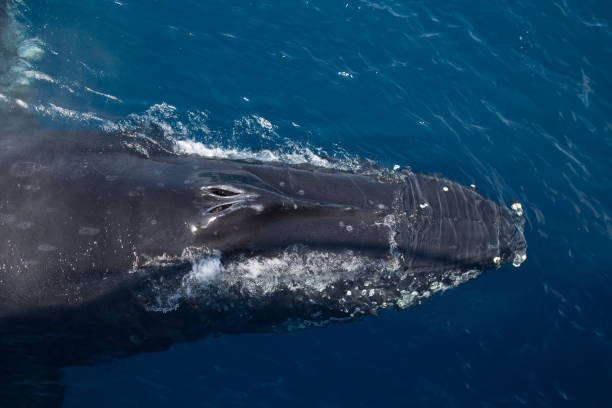 istock Humpback Whale, Kimberley, Australia 858671310