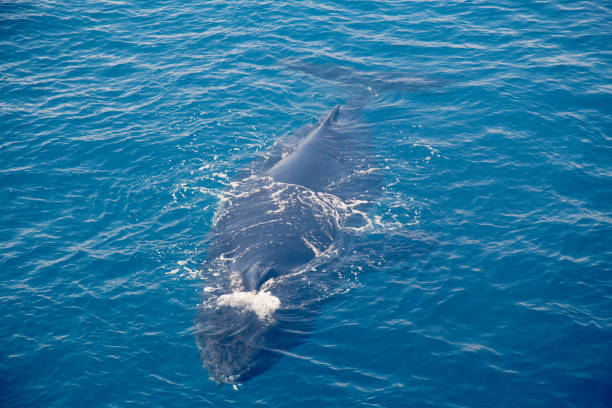 istock Humpback Whale, Kimberley, Australia 858671366