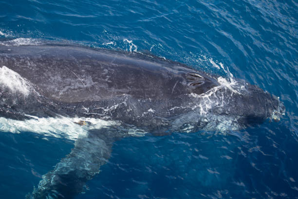 istock Humpback Whale, Kimberley, Australia 858671574