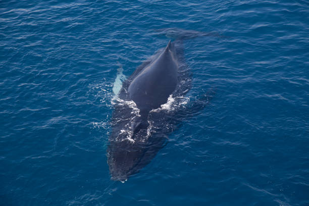 istock Humpback Whale, Kimberley, Australia 858671596