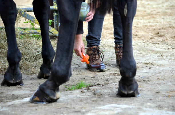 istock Grooming her horse 858671654