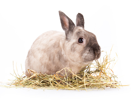 Funny little rabbit isolated on white background.