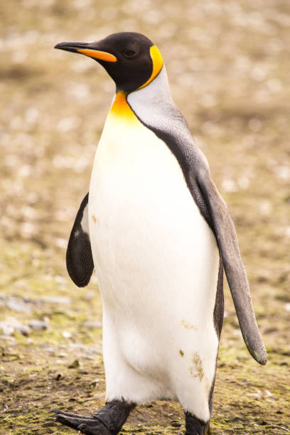 istock King Penguin, Salisbury Plain, South Georgia 858675430