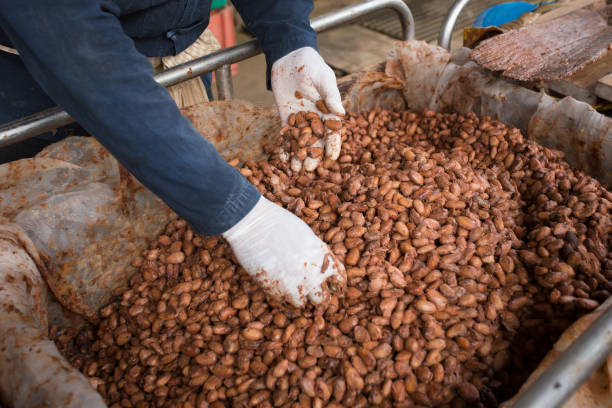 istock Fermented and fresh cocoa-beans lying in the wooden box 858678148