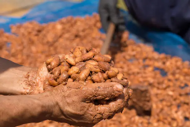 Fermented and fresh cocoa-beans lying on hand.