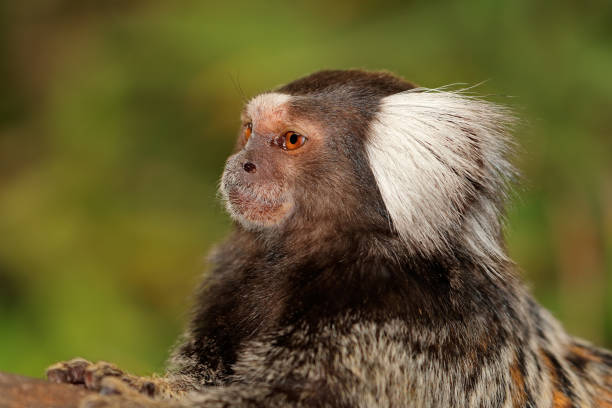 istock Portrait of a marmoset monkey 858678768