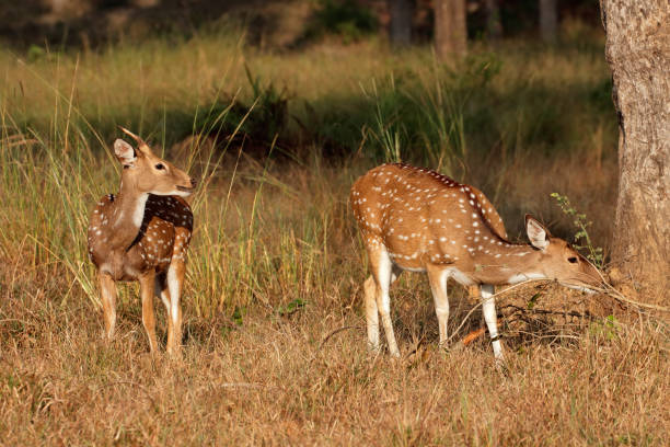 istock Spotted deer or chital, Kanha National Park 858678850
