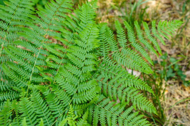 istock Fern leaves frond details 858688830