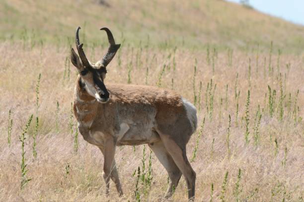 istock Pronghorn Antelope - Antelope Island State Park, Utah 858695358