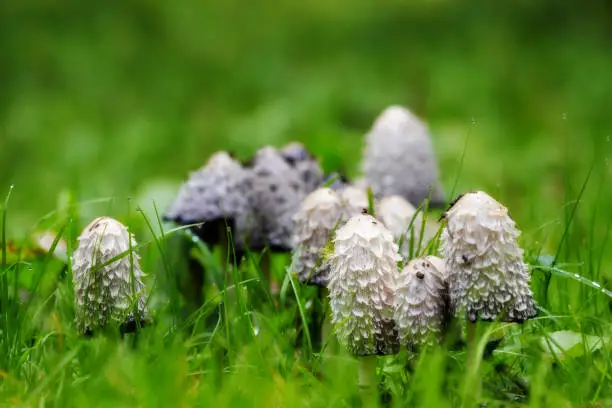 Close-up of Shaggy ink cap (Coprinus comatus) fungi in green grass.