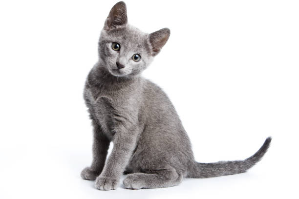 fluffy chaton gris d’un chat bleu russe (isolé sur blanc) - chaton photos et images de collection