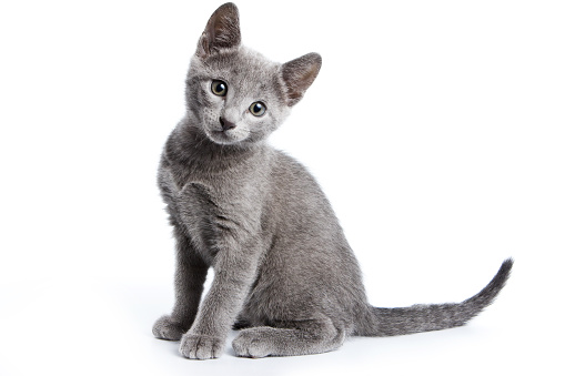 Fluffy gray kitten of a Russian blue cat (isolated on white)