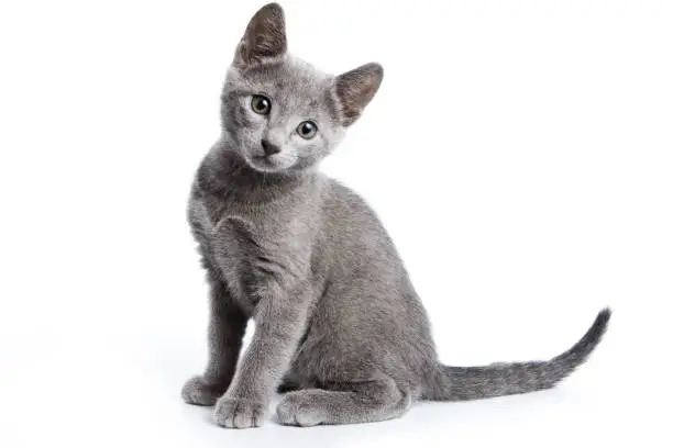 Photo of Fluffy gray kitten of a Russian blue cat (isolated on white)