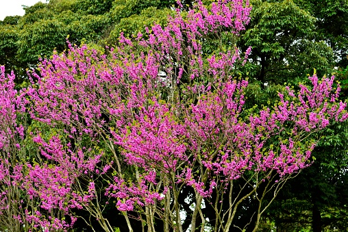 Cercis chinensis, also called Chinese redbud, is native to China and Japan. Clusters of pink-purple flowers bloom plentifully on the stems and branches for 2-3 weeks in spring (March-April) before the foliage emerge. Pendulous, flat, bean-like seed pods mature in late summer.