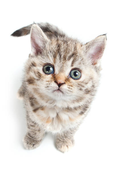 Curly striped kitten selkirk rex cat (isolated on white)
