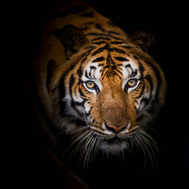 istock Tiger looking at me and get angry. 858705940