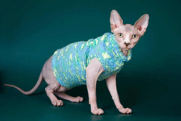 Bald Sphynx kitten in a sweater on a green background stock photo