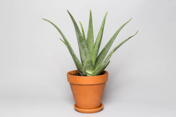 istock Aloe Vera Plant in a Clay Pot 2 858706446