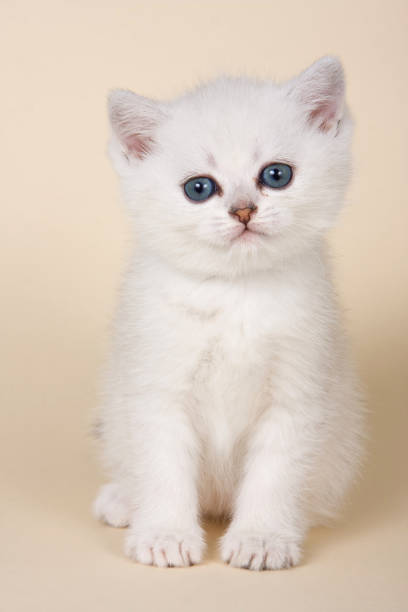 istock Fluffy white kitten on white background  beige background 858706818