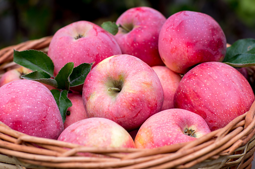 Cripps Pink apples and Pink Lady apples are the exact same apple with the same pink color and quality. The only difference is that Pink Lady® is a registered trademark of the Pink Lady Apple Association.  Pink Lady® was one of the first apples to be marketed under a specific brand name rather than by its variety name.