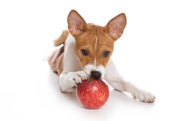istock Puppy basenji and apple (isolated on white) 858707944