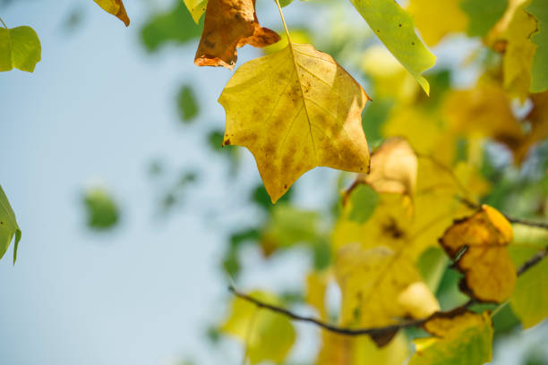 istock Yellow autumn leaves isolated on a blue sky 858708032