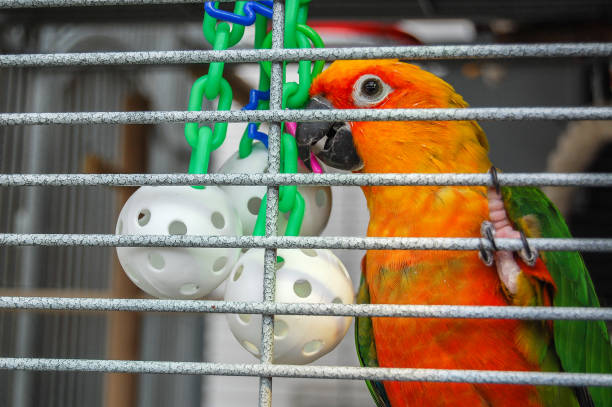 Pretty colorful parrot in cage with hanging toy.