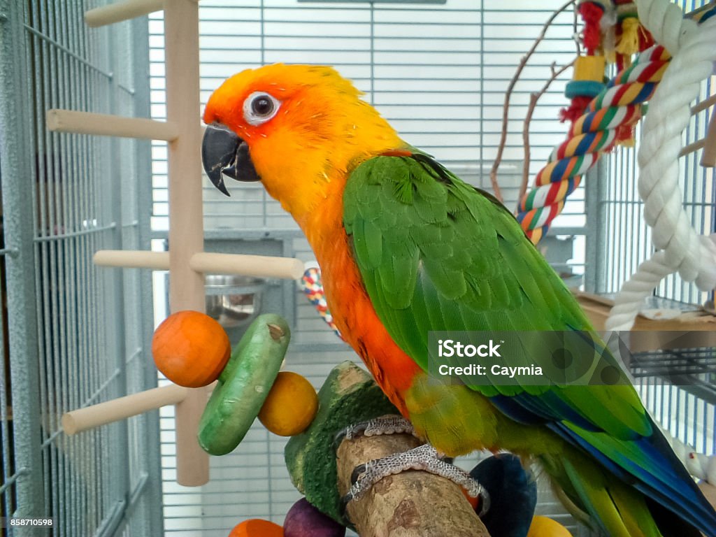 Colorful Jenday Conure parrot. Pet in cage. Colorful parrot in cage. A pet Jenday Conure  (Jandaya Parakeet)  Aratinga jandaya. Parrot with bright orange, green and blue feathers, native to Brazil and closely related to Sun Conures. Parrot Stock Photo