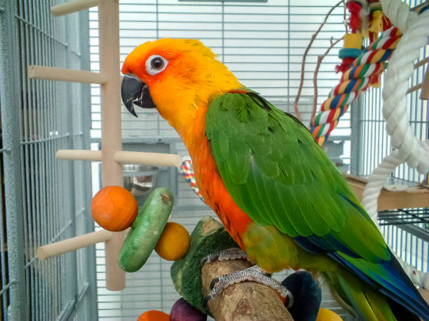 Colorful Jenday Conure parrot. Pet in cage. Colorful parrot in cage. A pet Jenday Conure  (Jandaya Parakeet)  Aratinga jandaya. Parrot with bright orange, green and blue feathers, native to Brazil and closely related to Sun Conures. exotic pets photos stock pictures, royalty-free photos & images