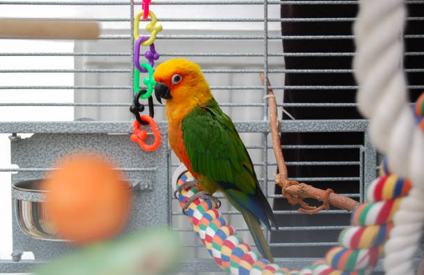 Colorful Jandaya conure parrot. Pet in cage. Colorful parrot in cage. A pet Jenday Conure  (Jandaya Parakeet)  Aratinga jandaya. Parrot with bright orange, green and blue feathers, native to Brazil and closely related to Sun Conures. Copy space. birdcage photos stock pictures, royalty-free photos & images