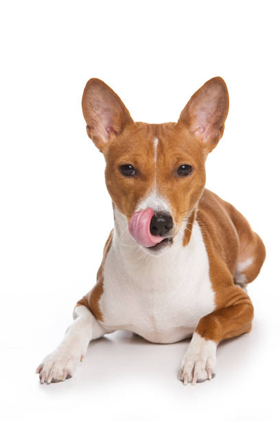 istock Puppy Basenji licking (isolated on white) 858711534